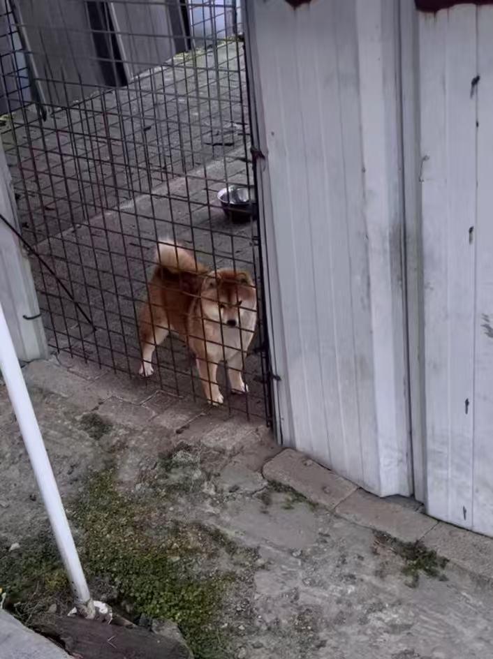 杭州纯血统豆柴弟弟，实物